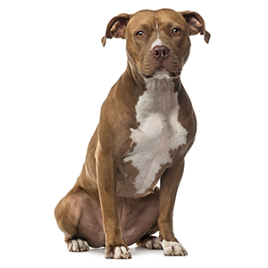 American Staffordshire Terriers Intelligence