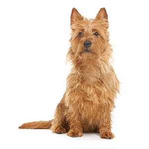 Are Australian Terrier Safe With Kids