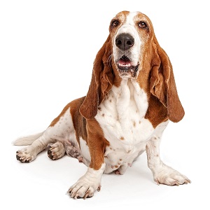 Do Basset Hound Dogs Get Along With Other Dogs