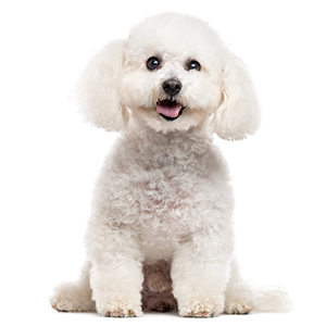 Are Bichon Frise Safe With Kids