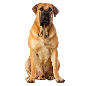 Are Boerboels Easy to Train