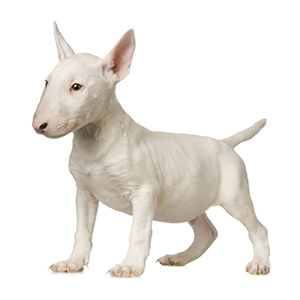 Bull Terriers Good For Apartments