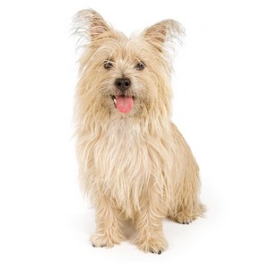 Cairn Terrier Dog Facts