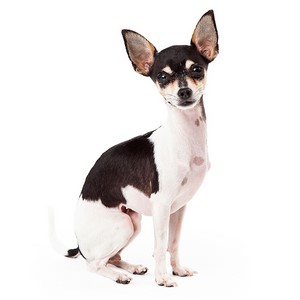 Chihuahua Dog Facts