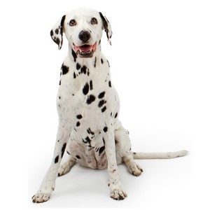 Can Dalmatians Be Guard Dogs