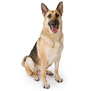 Are German Shepherds Easy to Train