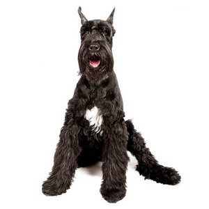 Are Giant Schnauzers Easy to Train
