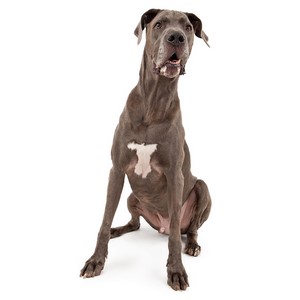 Are Great Dane Safe With Kids