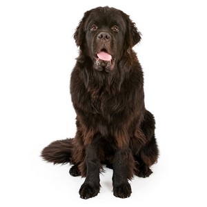 Can Newfoundlands Be Guard Dogs