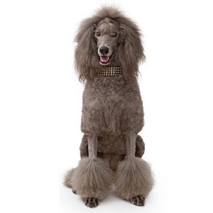 Are Standard Poodle Safe With Kids