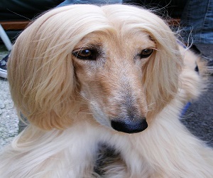 Do Afghan Hound Dogs Get Along With Other Dogs