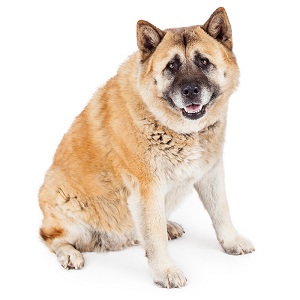 Can Akitas Be Guard Dogs