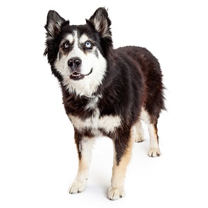 Alaskan Malamute Appearance