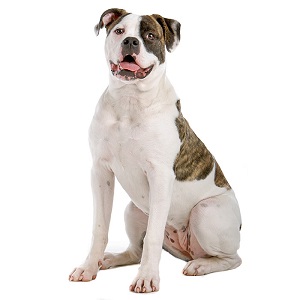Are American Bulldog Safe With Kids
