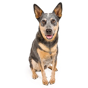 Is Australian Cattle Dog Playful