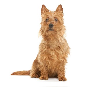 Do Australian Terriers Like Cats