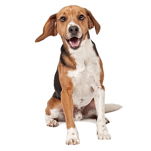 Are Beagle Safe With Kids