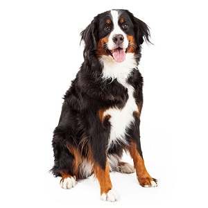 Bernese Mountain Dogs Good For Apartments