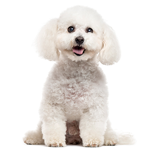 Is Bichon Frise Playful