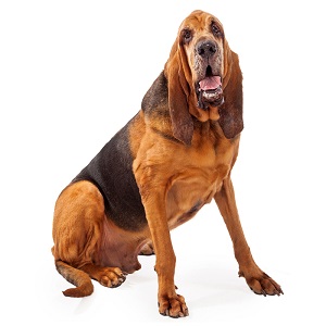 Bloodhound Shedding Level