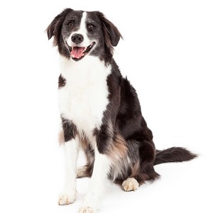 Border Collie Dog Traits