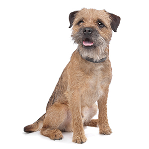 Is Border Terrier Playful