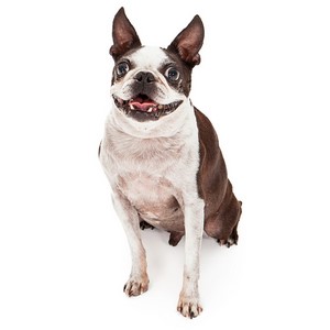 Boston Terrier Shedding Level