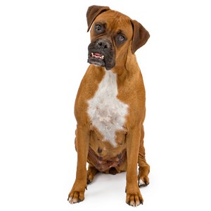 Boxer Dog Traits