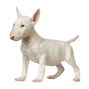 Bull Terrier Dog Traits