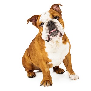 bulldog breed