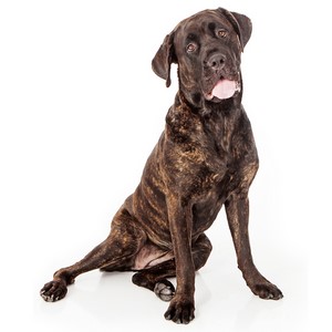 How Much Exercise Does a Cane Corso Dog Need?
