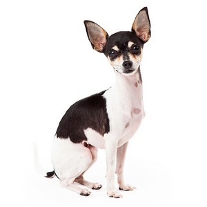 Chihuahua Dogs Health Problems