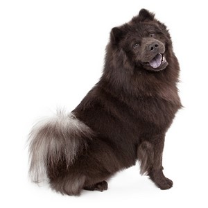 Chow Chow Shedding Level