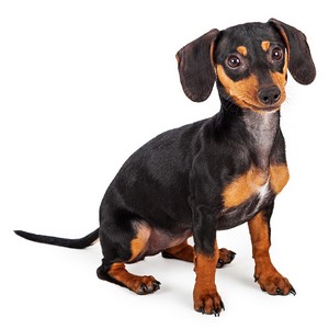Are Dachshund Safe With Kids