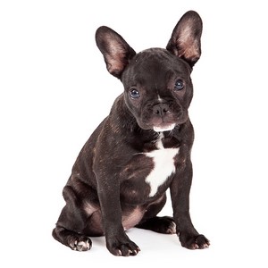 French Bulldogs Health Problems
