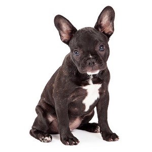 Popular French Bulldog Names