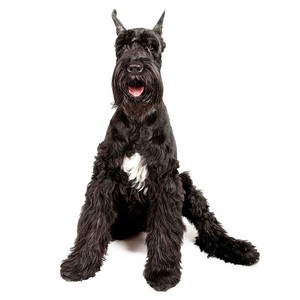 Giant Schnauzer Shedding Level