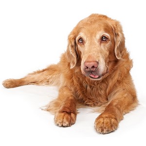 Golden Retriever Shedding Level