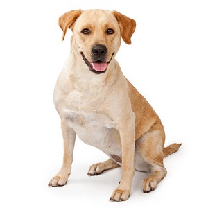 labrador retriever breed