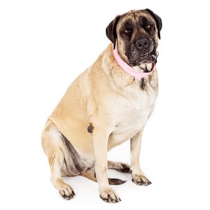 Mastiff Dog Traits