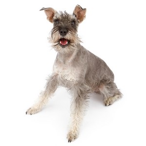 Do Miniature Schnauzers Like Cats