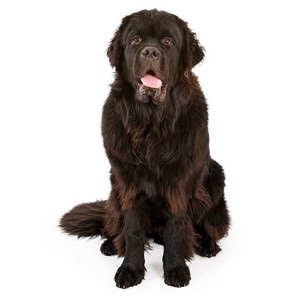 Newfoundlands Intelligence