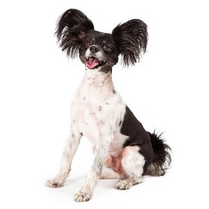 Papillon Temperament Personality