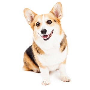 Is Pembroke Welsh Corgi Playful