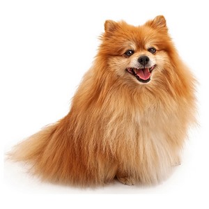 How Much Exercise Does a Pomeranian Dog Need?
