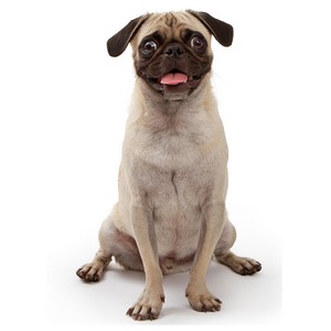How Much Exercise Does a Pug Dog Need?
