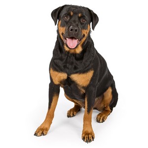 Are Rottweiler Safe With Kids