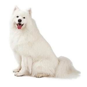 Are Samoyed Safe With Kids