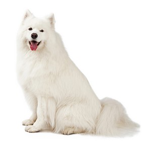 Do Samoyeds Like Cats