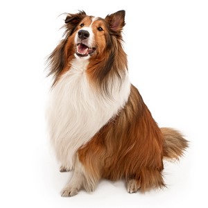 Do Shetland Sheepdogs Get Along With Other Dogs